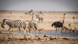 Voyage en Namibie