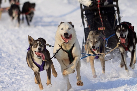 Québec, Chiens de traineau