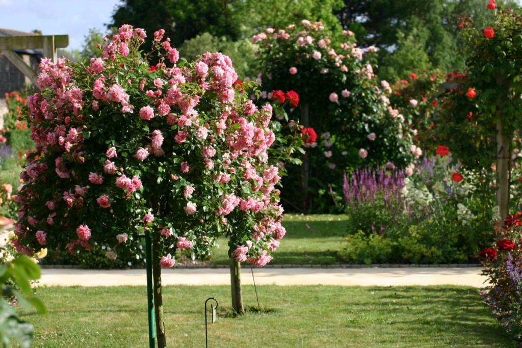 La taille des rosiers