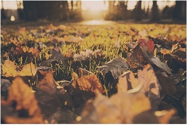 Préparez votre jardin pour l'hiver - Kelinfo