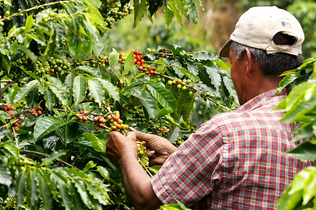 D couvrez Le Caf Colombien Un Gage De Qualit Kelinfo